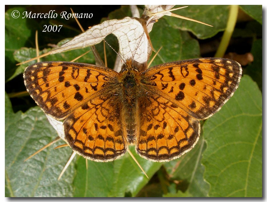 Bruco, crisalide e adulti di Melitaea aetherie (Nymphalidae)